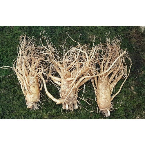 Nhân Sâm  Tươi Hàn Quốc 3 Củ/kg
