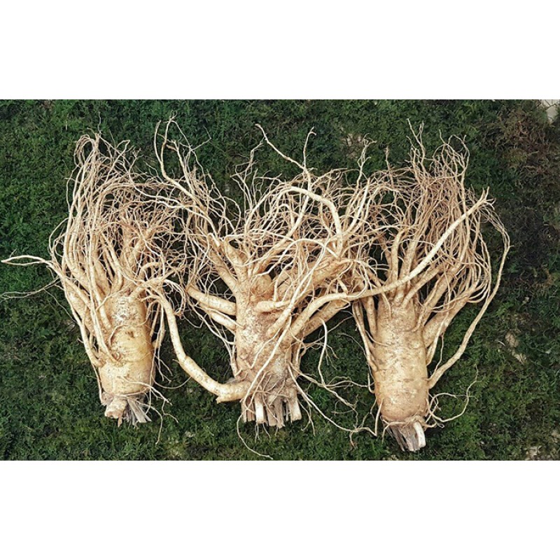 Nhân Sâm  Tươi Hàn Quốc 3 Củ/kg