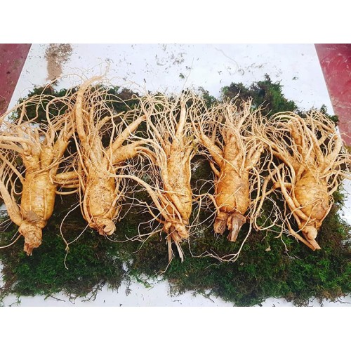 Nhân Sâm Tươi Hàn Quốc 5 Củ/kg