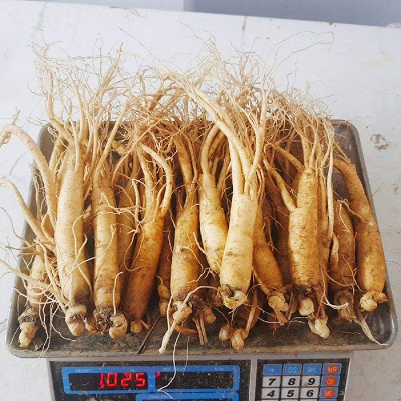 Nhân Sâm Tươi Hàn Quốc Hầm Gà