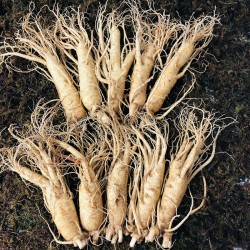 Nhân Sâm Tươi Hàn Quốc 10 Củ/kg