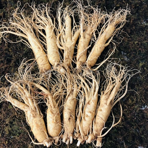 Nhân Sâm Tươi Hàn Quốc 10 Củ/kg