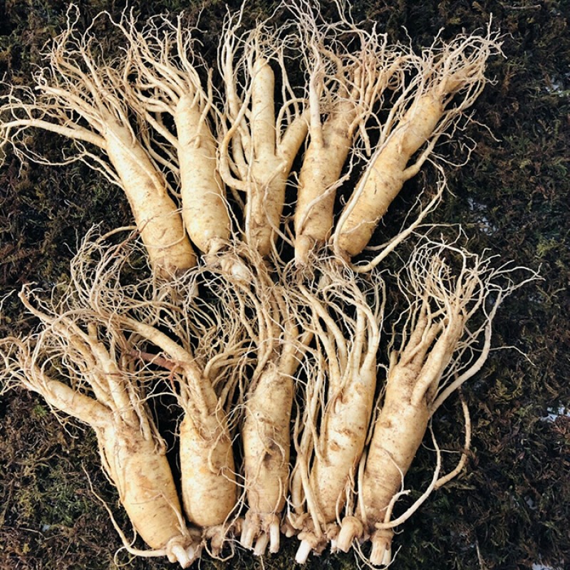 Nhân Sâm Tươi Hàn Quốc 10 Củ/kg