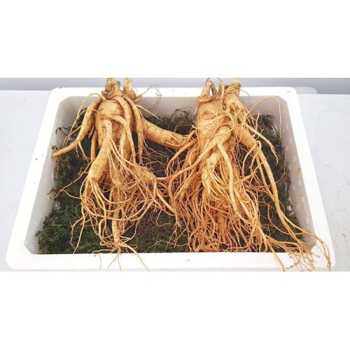 Nhân Sâm Tươi Hàn Quốc 2 Củ/kg