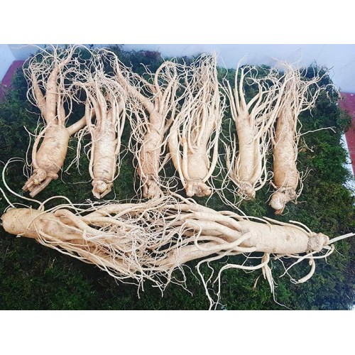 Nhân Sâm Tươi Hàn Quốc 8 Củ/kg