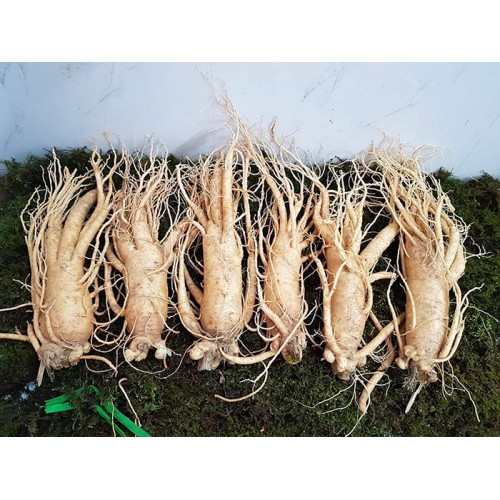 Nhân Sâm Tươi Hàn Quốc 6 Củ/kg