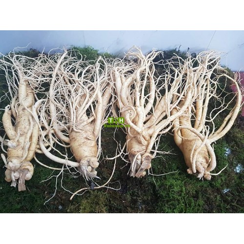 Nhân Sâm Tươi Hàn Quốc 4 Củ/kg